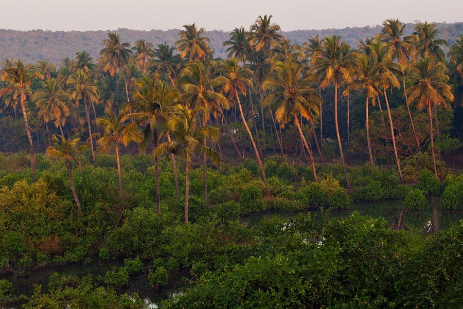 Coconut fronds lit by early sun Coconut fronds lit by early sun