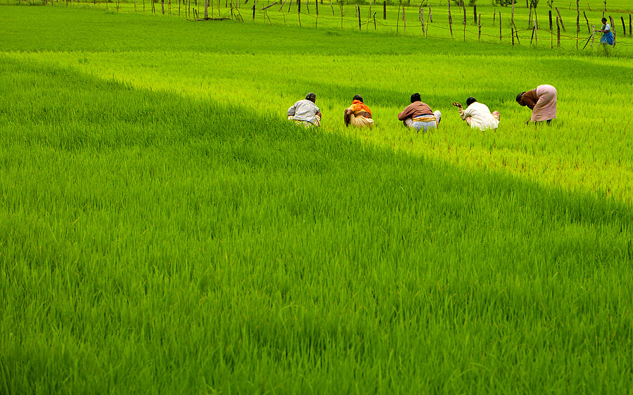 Women work the fields in the village of Nerul, Goa<br>5D, 70-200L f/2.8 IS