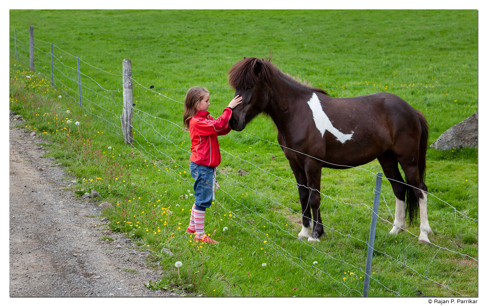 Girl and Icelandic horse at Hof