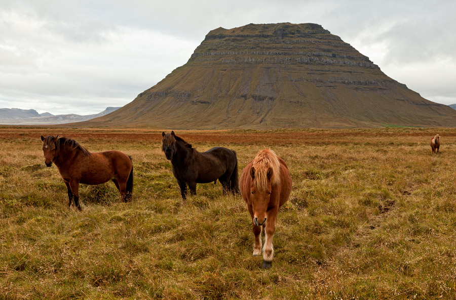 Icelandic horses and Kirkjufell