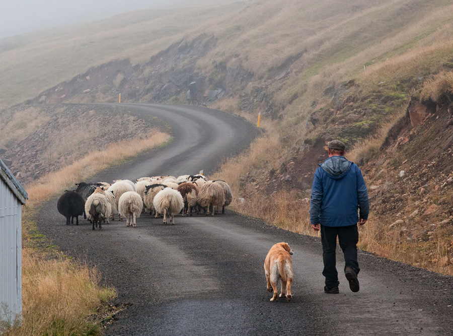 Rounding of the sheep