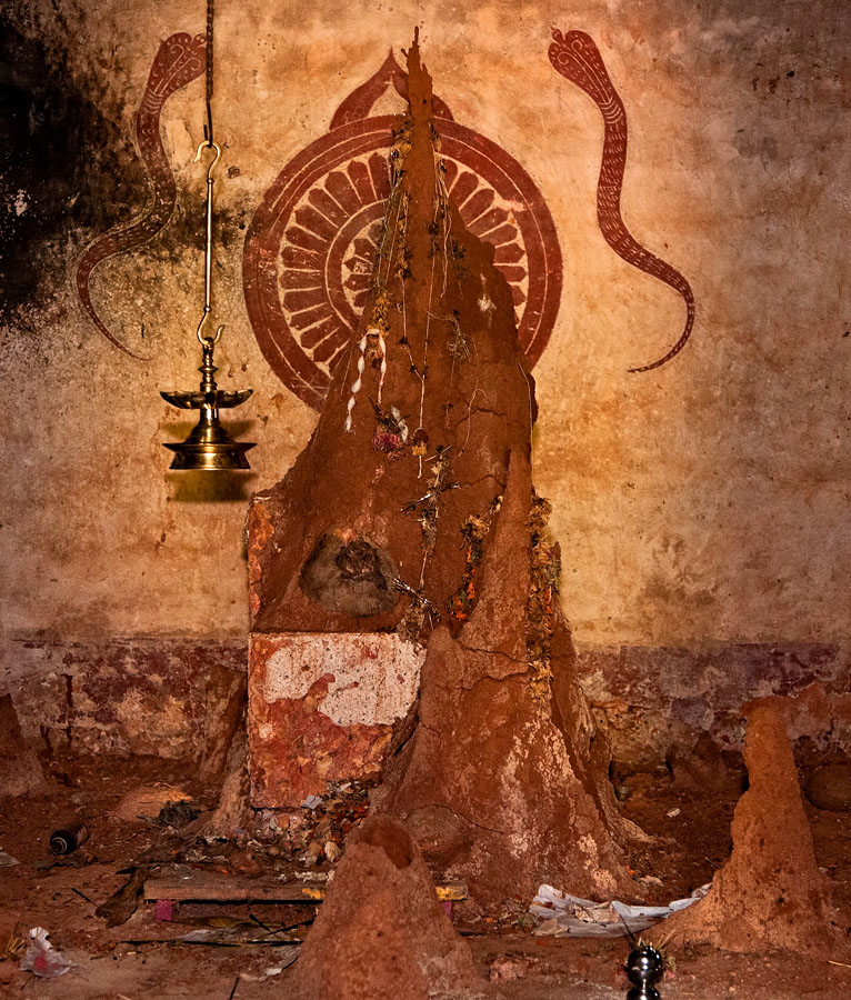 Antill worshipped as Goddess Sateri in Morjim, Goa
