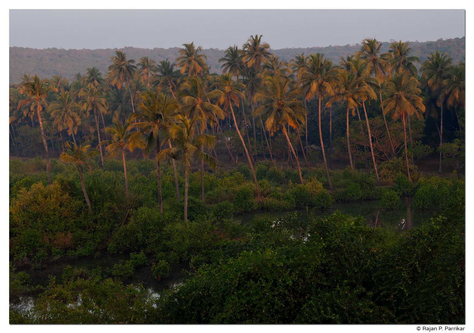 Palm fronds, Sunrise, Siolim, Goa