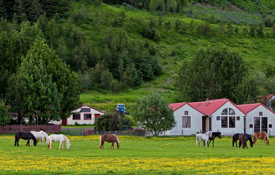 A stud farm near Kirkjubæjarklaustur