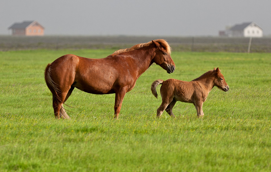 Mare and foal in Fljótsdalur
