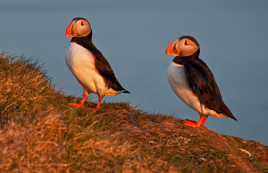 Puffins in the light of the midnight sun