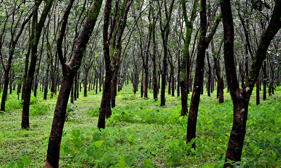 Rubber plantation in Vichundrem