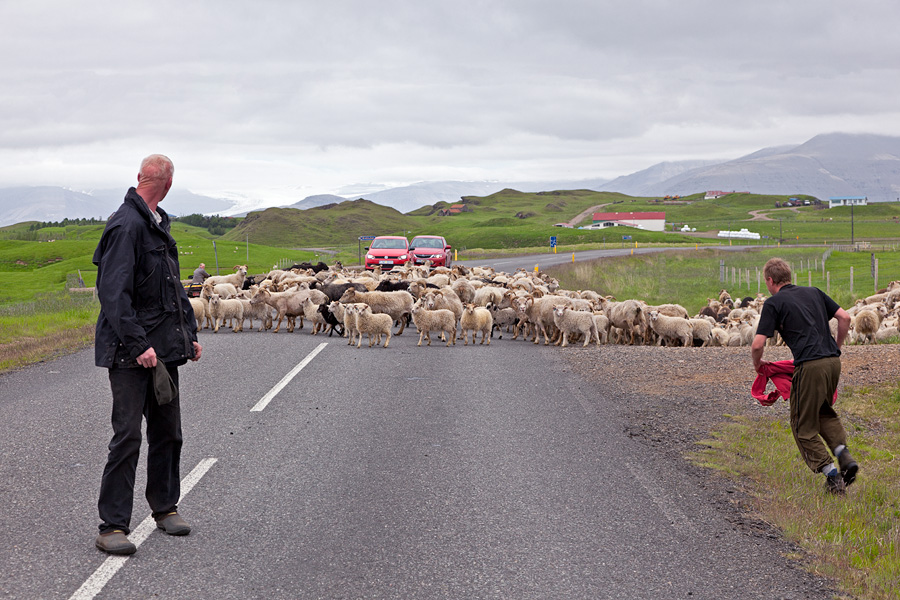 Herding sheep on the Ring Road near Höfn