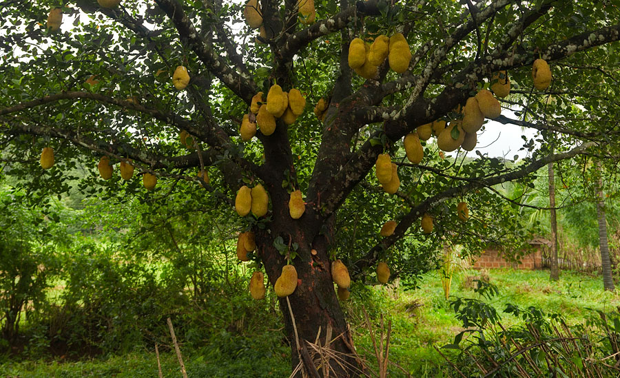 Jackfruit tree at Nunem, Goa