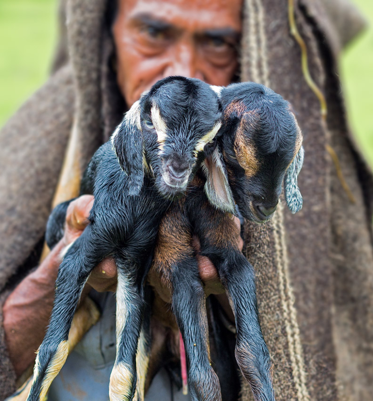 the-goatherd-photo-blog-by-rajan-parrikar