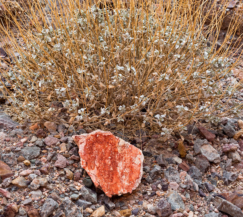 Red stone and Desert Holly