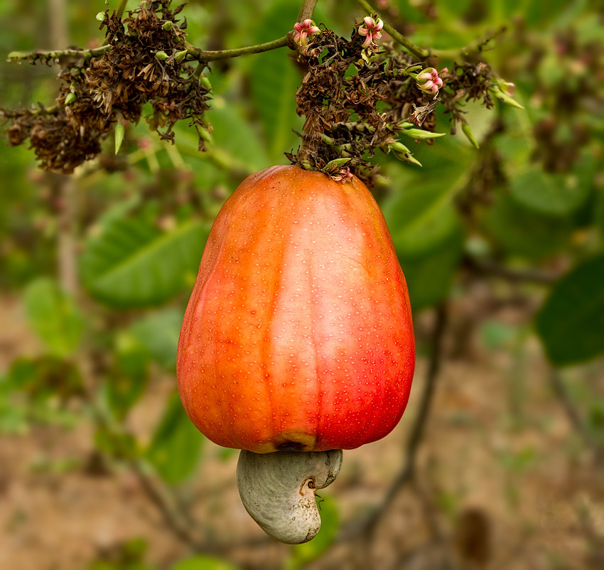 Cashew apple with nut