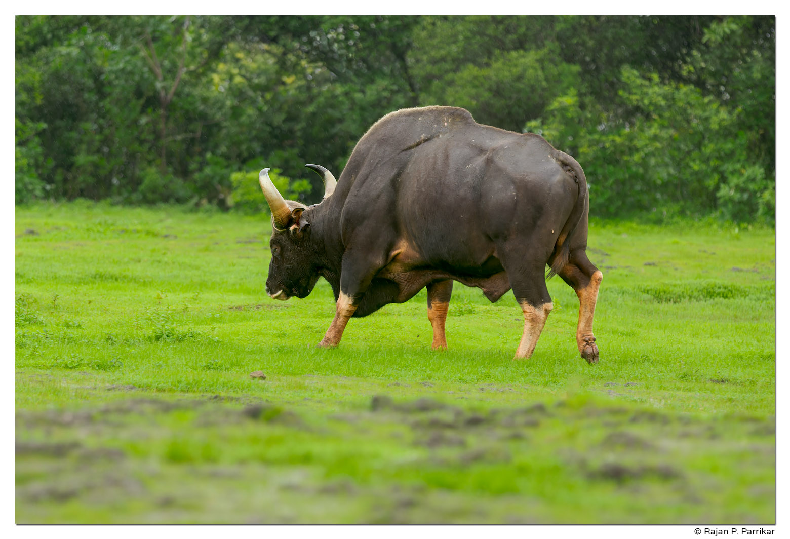 Gaur (Indian bison), Goa