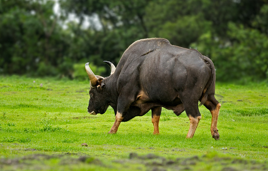 Gaur (Indian bison)