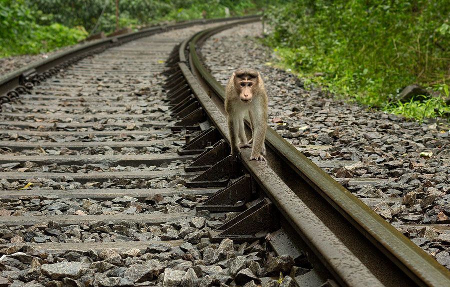 Monkey on railway track near Dudhsagar waterfall