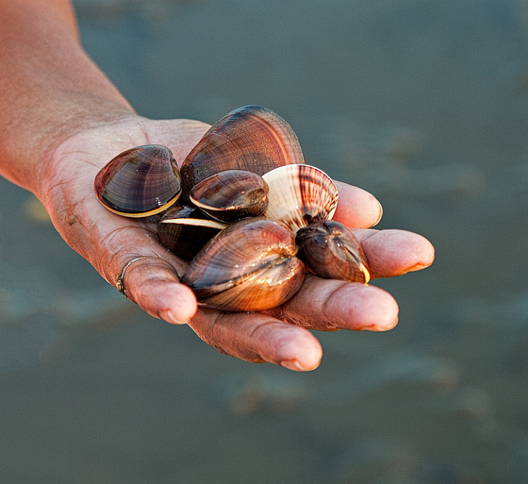 Harvesting Clams Photo Blog by Rajan Parrikar