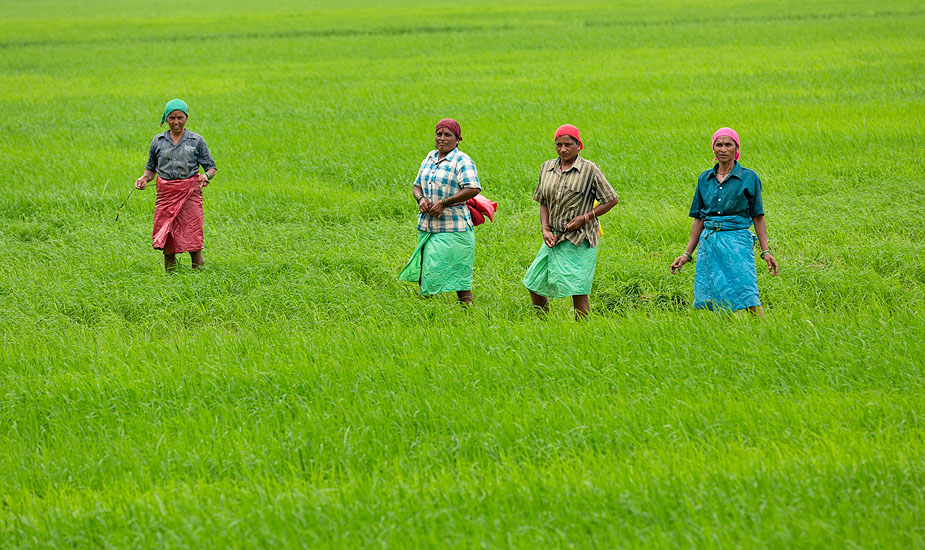 Paddy field in Anjuna