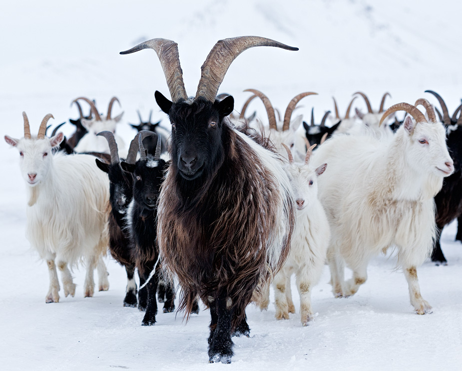 Icelandic goats at Möðrudalur