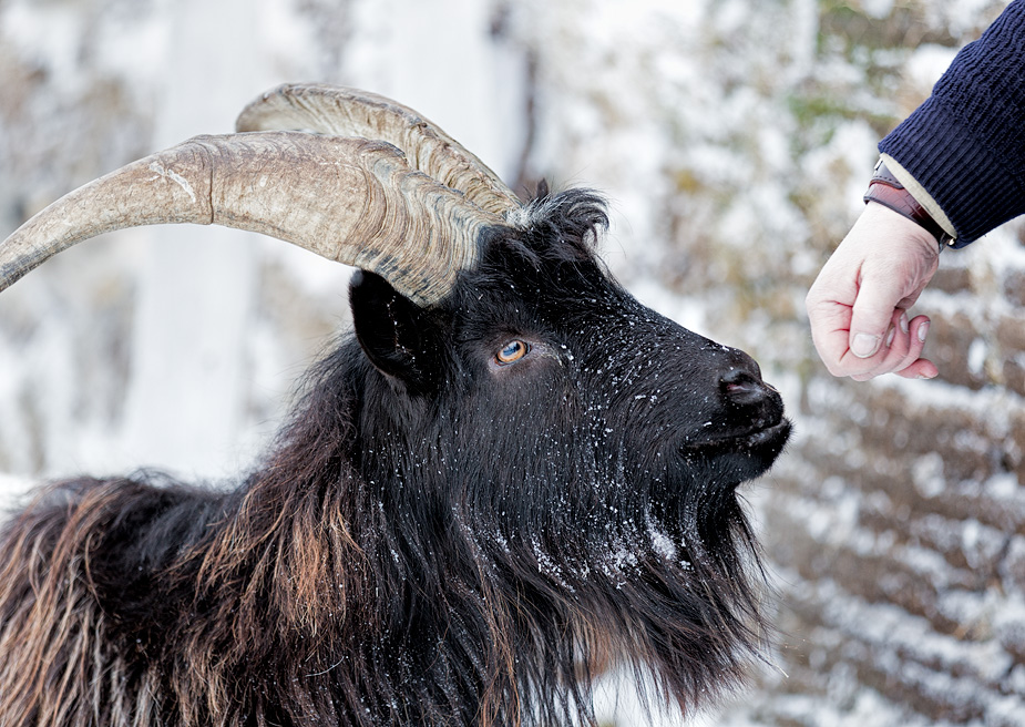 Icelandic goats at Möðrudalur