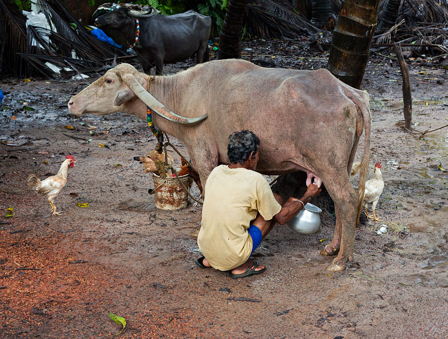 Milking buffalo in Majorda, Goa