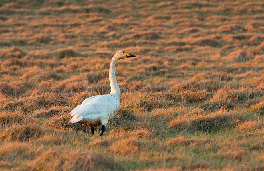 Whooper swan, Langanes, Iceland