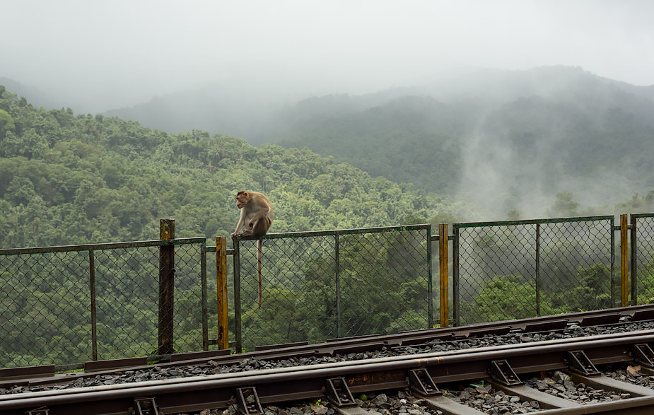 Monkey (bonnet macaque) near Dudhsagar waterfall