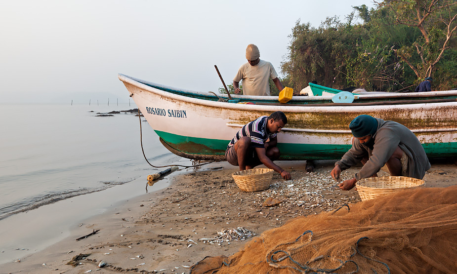 Fishermen sorting fish in Siridona, Goa