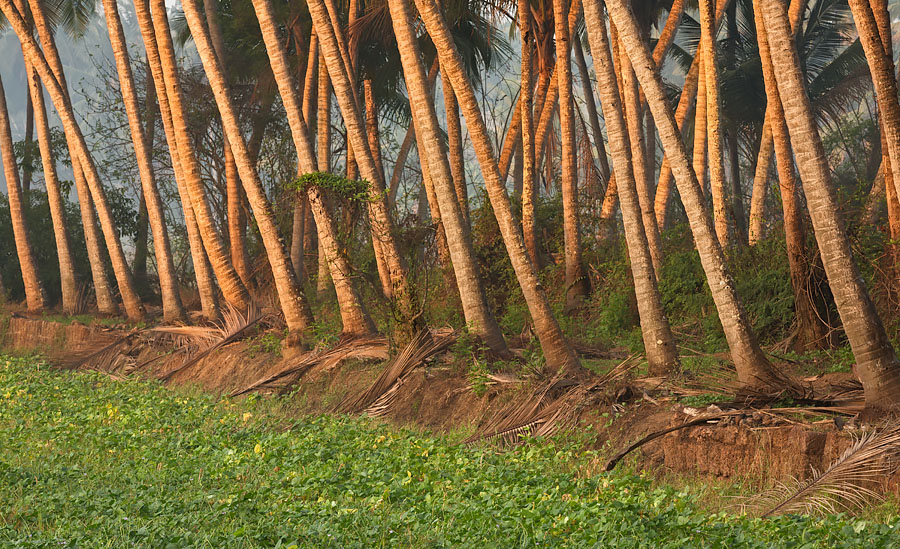 Coconut trees in Batim, Goa