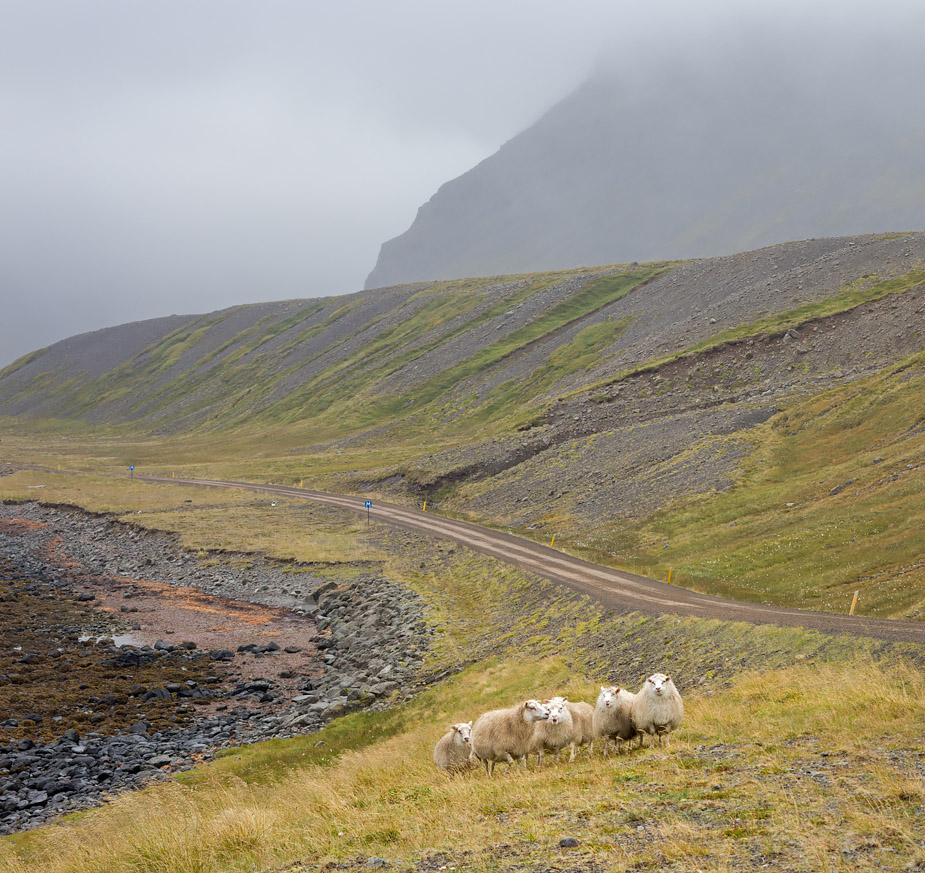 Sheep at Kaldbaksvík, Strandir, Iceland