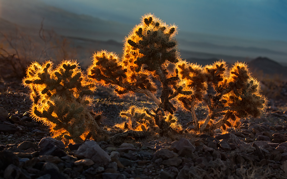 Cholla cactus near Daylight Pass, Death Valley