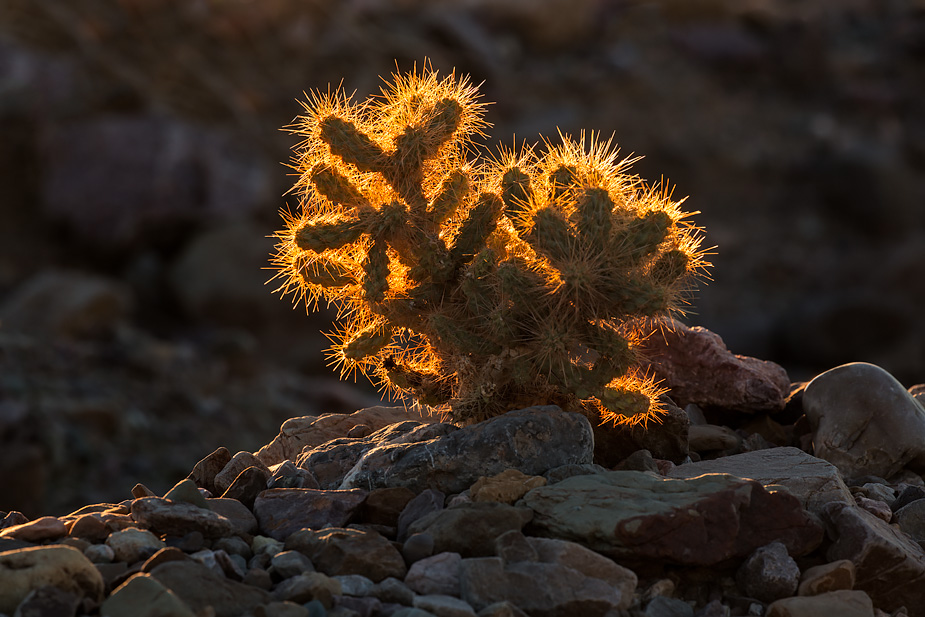 Cholla cactus, Death Valley