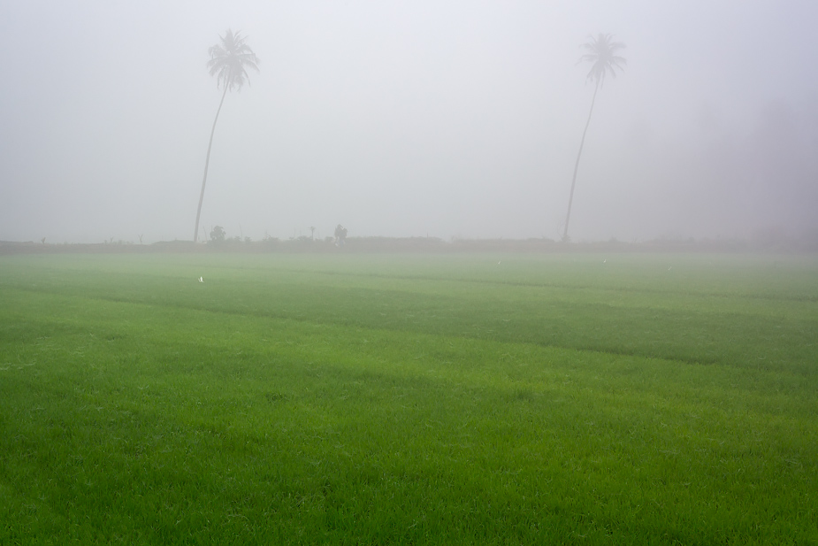 Mist in rice field, Cortalim, Goa