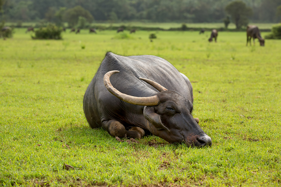 Buffalo in Collem, Goa