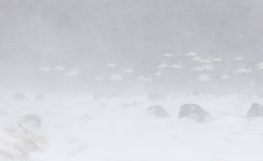 Whooper swans in blizzard in Lónsfjörður, Iceland