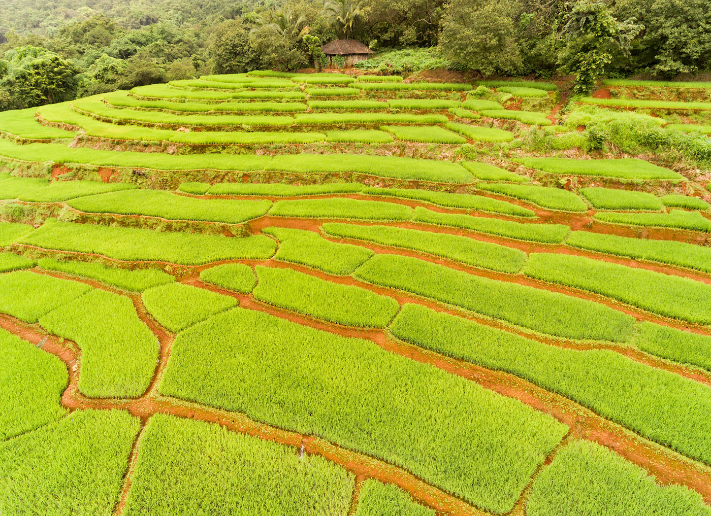 Terraced fields in Khola, Canacona, Goa