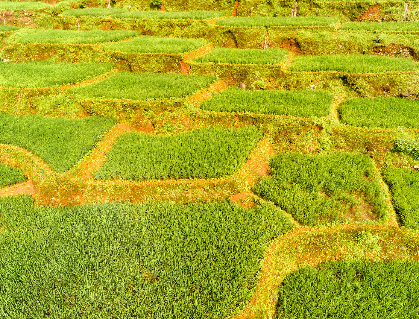 Terraced fields in Khola, Canacona, Goa