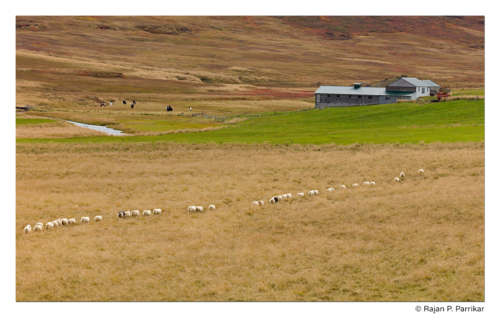 Icelandic sheep in Langavatnsheiði near Geitafell, Iceland