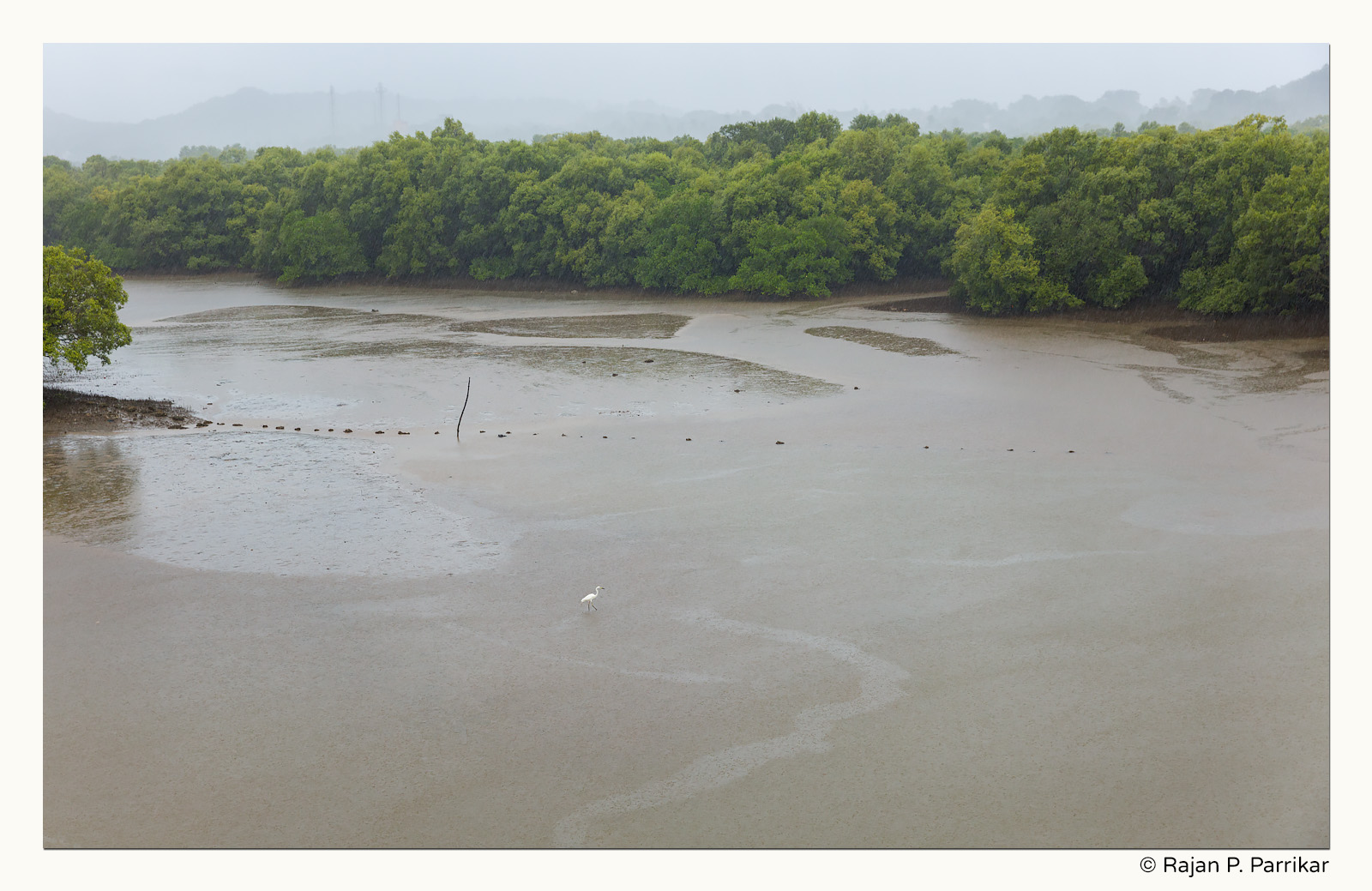 Lone egret in rainstorm on Nerul river, Goa
