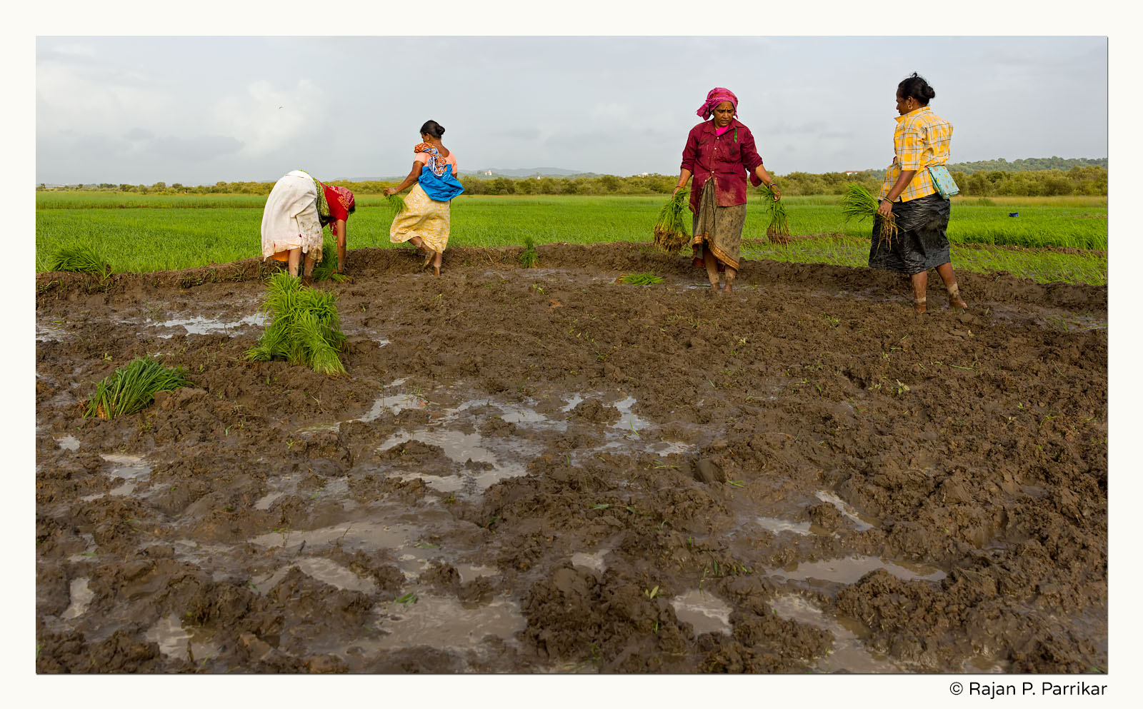Paddy farming in Divar, Goa