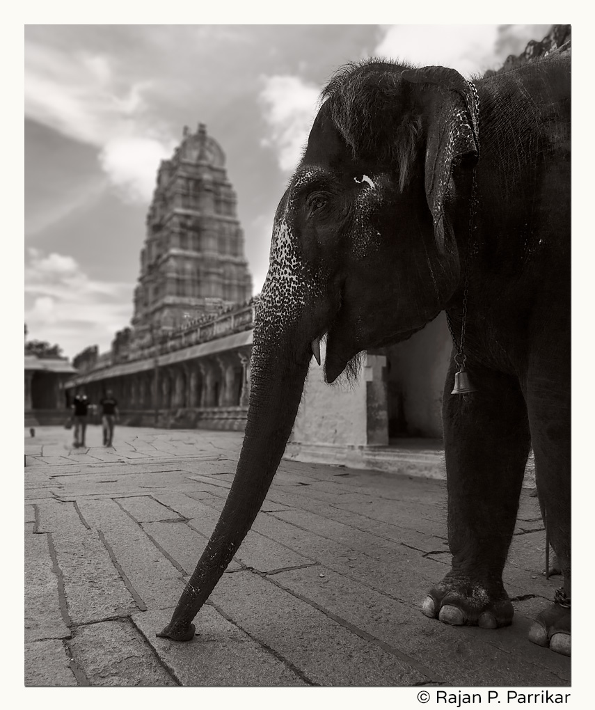 Lakshmi the elephant at Virupaksha temple