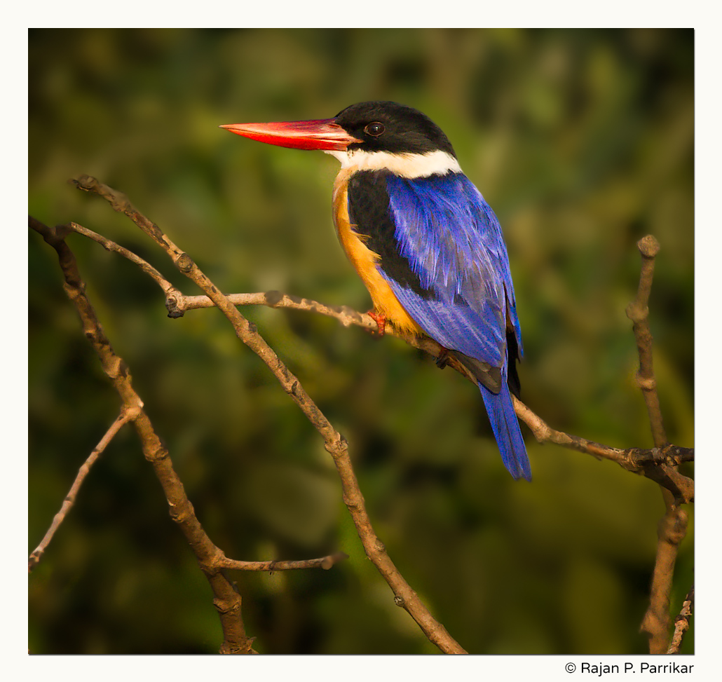 Black-capped Kingfisher - Chorão Bird Sanctuary, Goa