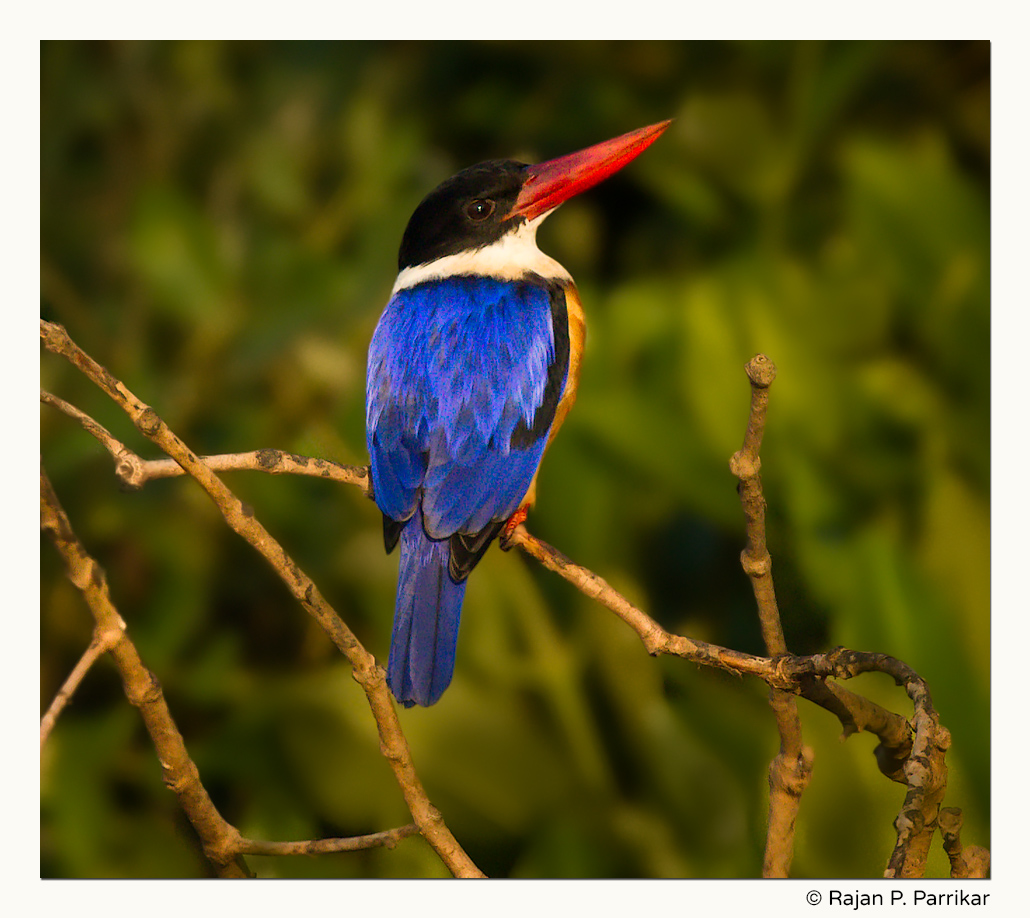 Black-capped Kingfisher - Chorão Bird Sanctuary, Goa