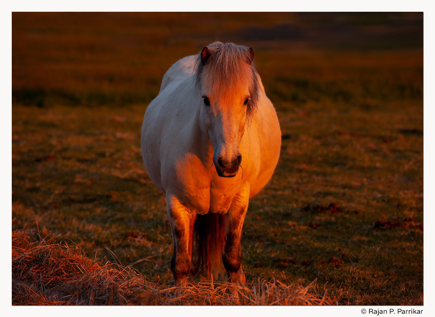 Horse at midnight in Reykjahverfi