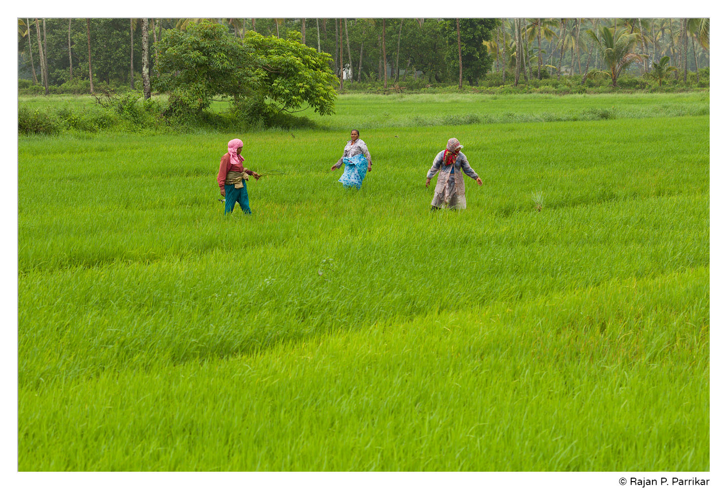 Paddy field in Cansaulim, Goa