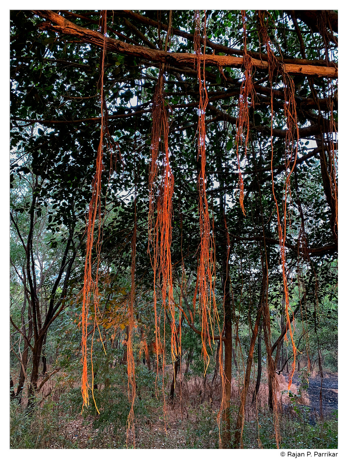 Aerial prop roots of Banyan tree, Goa