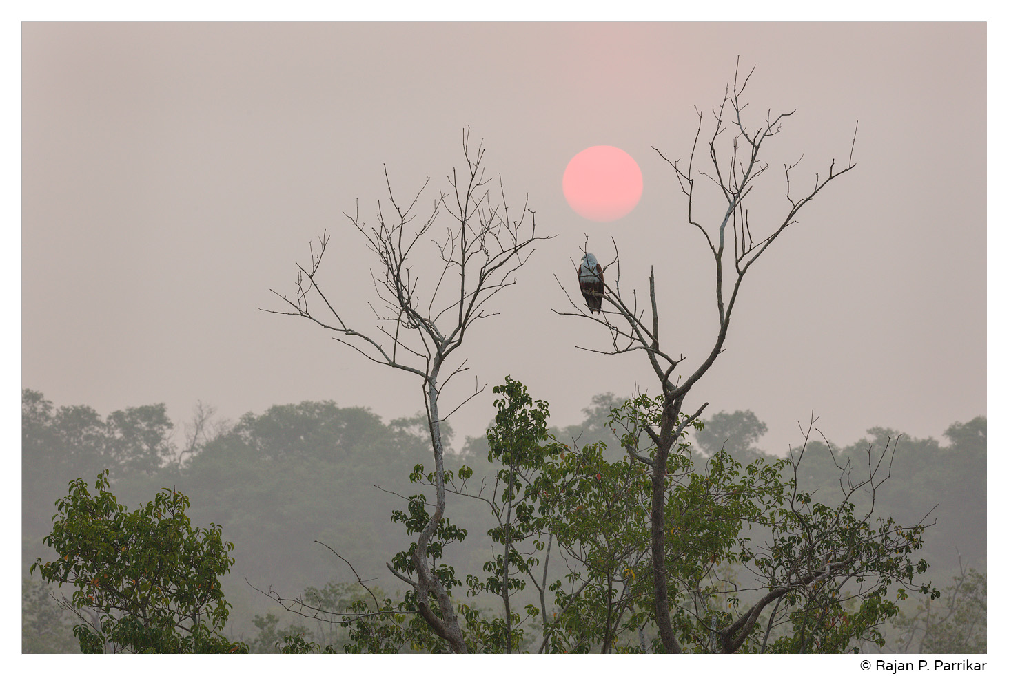 Sunrise, Brahminy Kite, Salvador do Mundo, Goa