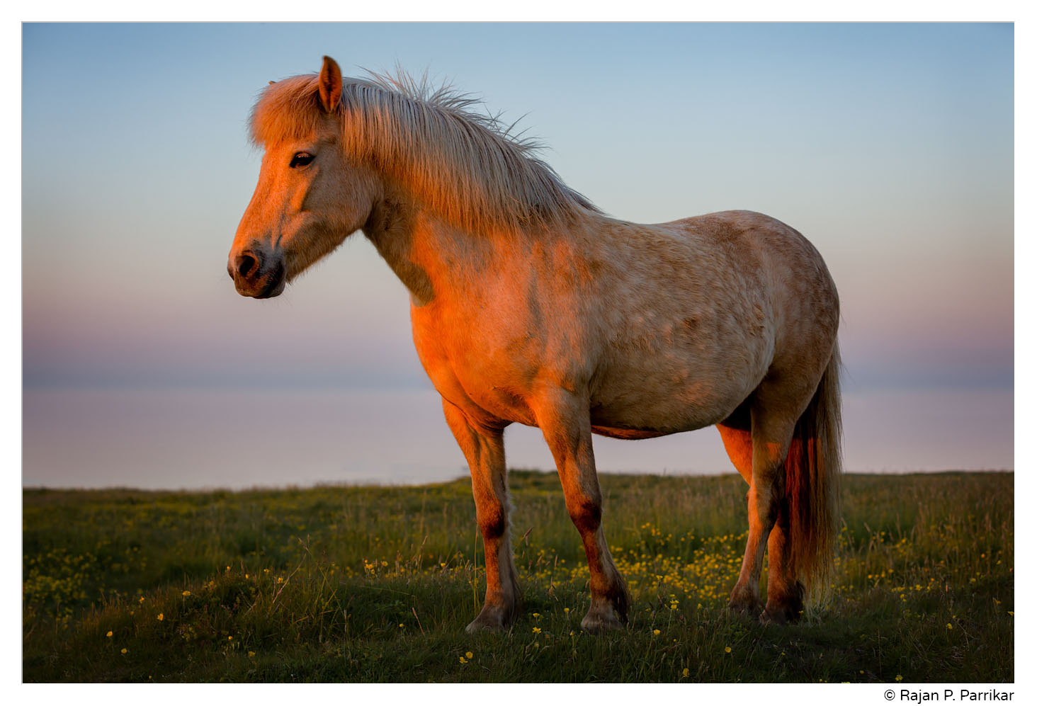 Icelandic horse - last light in Garður, Iceland