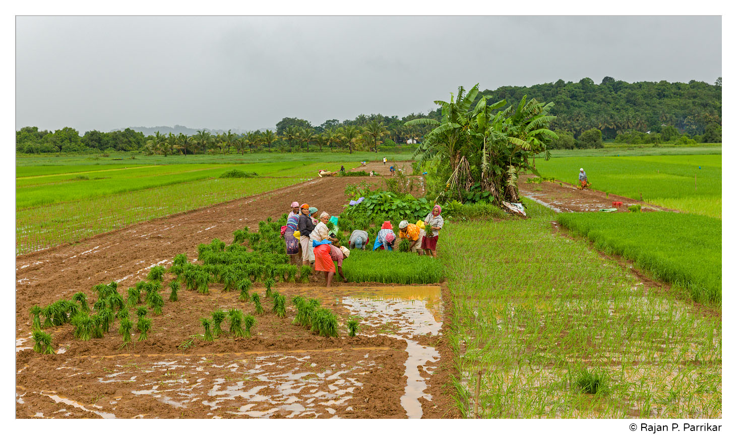 Paddy field work in Ucassaim, Goa