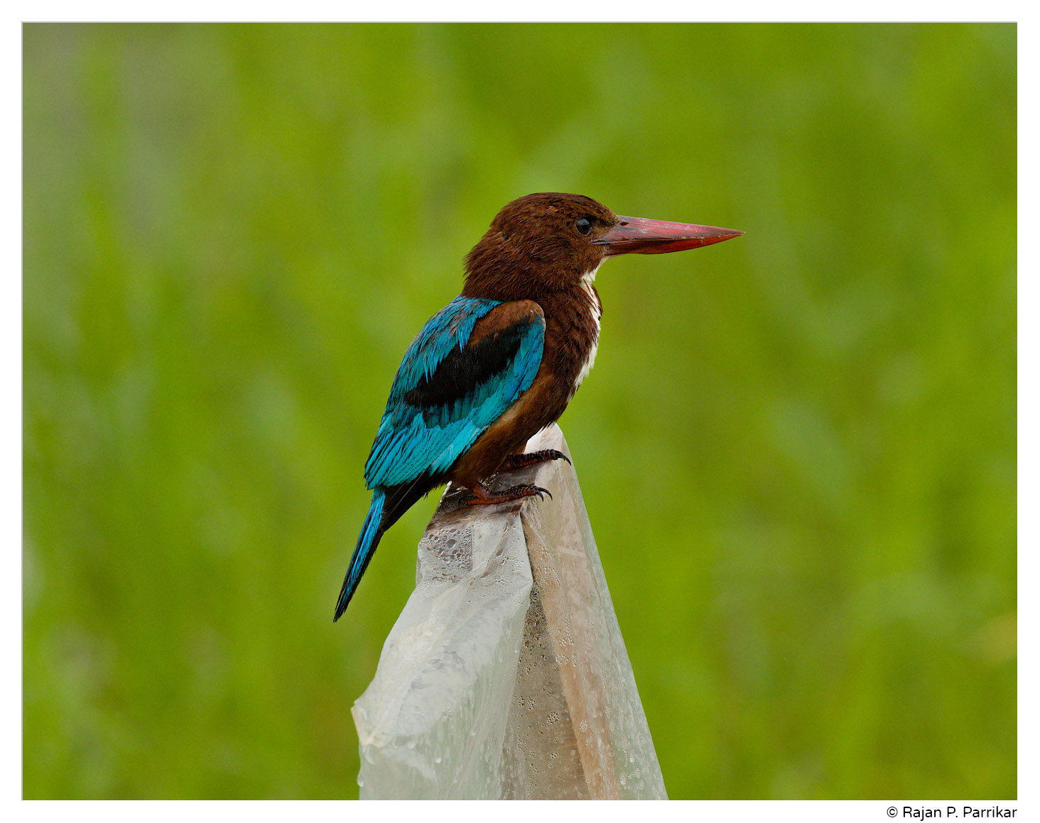 Kingfisher in Britona, Goa