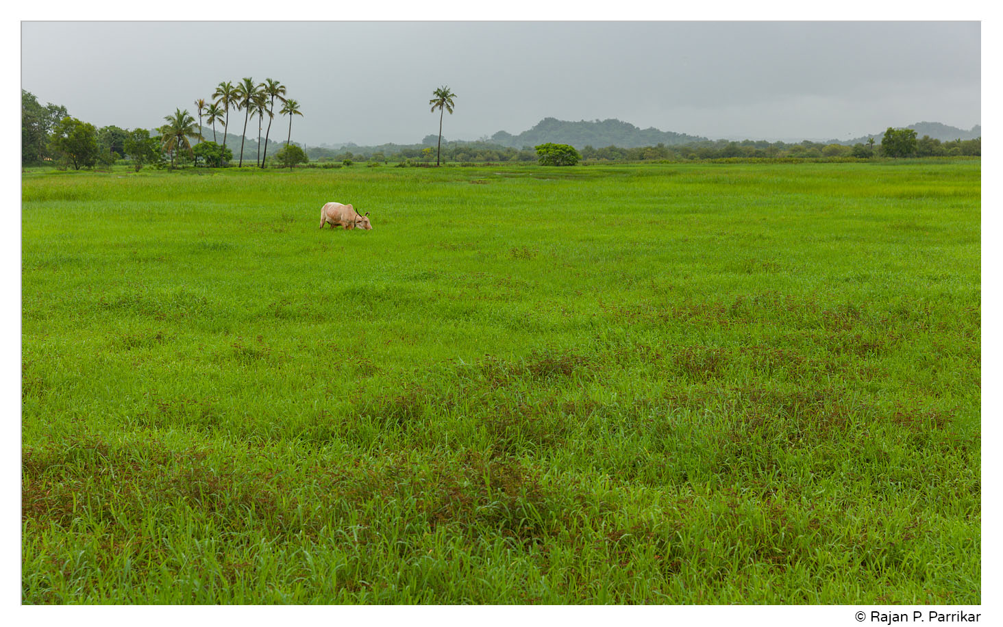 Fields of Pomburpa, Goa